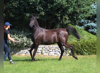 Pur-sang arabe, Jument, 1 Année, 160 cm, Noir