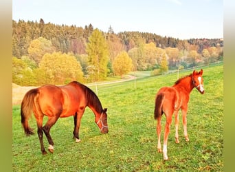 Pur-sang arabe, Jument, 1 Année, Bai cerise