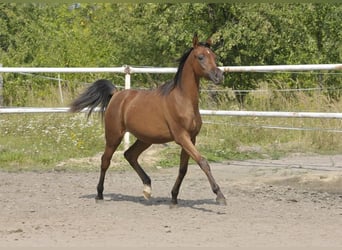 Pur-sang arabe, Jument, 1 Année, Bai