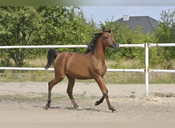 Pur-sang arabe, Jument, 1 Année, Bai