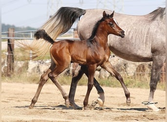 Pur-sang arabe, Jument, 1 Année