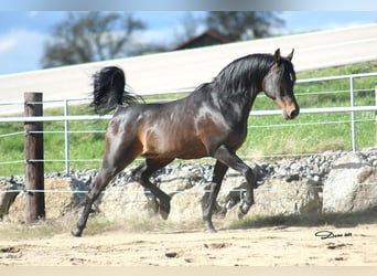 Pur-sang arabe, Jument, 1 Année, Gris