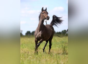 Pur-sang arabe, Jument, 1 Année, Gris