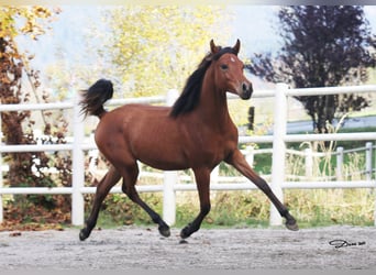 Pur-sang arabe, Jument, 2 Ans, 142 cm, Bai