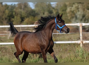 Pur-sang arabe, Jument, 2 Ans, 148 cm, Bai