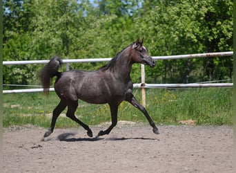 Pur-sang arabe, Jument, 2 Ans, 150 cm, Gris