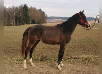 Pur-sang arabe, Jument, 2 Ans, 154 cm, Gris moucheté