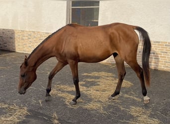 Pur-sang arabe, Jument, 2 Ans, 155 cm