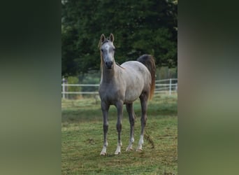 Pur-sang arabe, Jument, 2 Ans, 155 cm, Gris