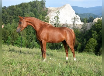 Pur-sang arabe, Jument, 2 Ans, 156 cm, Alezan brûlé