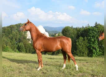 Pur-sang arabe, Jument, 2 Ans, 156 cm, Alezan brûlé