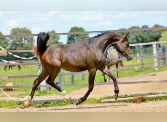 Pur-sang arabe, Jument, 2 Ans, 156 cm, Bai