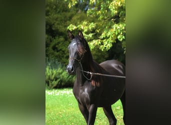 Pur-sang arabe, Jument, 2 Ans, 156 cm, Noir