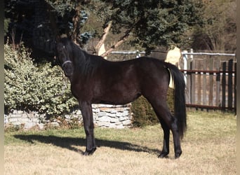 Pur-sang arabe, Jument, 2 Ans, 156 cm, Noir