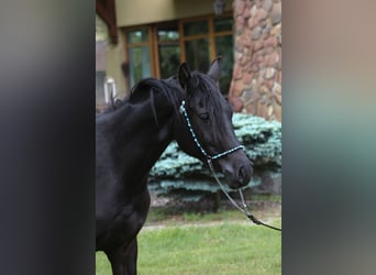 Pur-sang arabe, Jument, 2 Ans, 156 cm, Noir