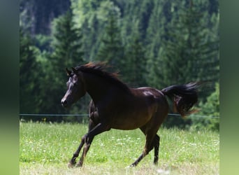 Pur-sang arabe, Jument, 2 Ans, 160 cm, Bai brun