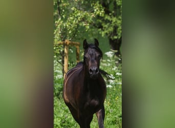 Pur-sang arabe, Jument, 2 Ans, 160 cm, Bai brun
