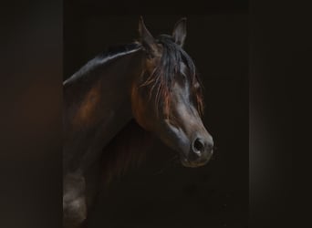 Pur-sang arabe, Jument, 2 Ans, 160 cm, Bai brun