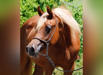 Pur-sang arabe, Jument, 2 Ans, Alezan