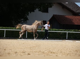 Pur-sang arabe, Jument, 2 Ans, Gris