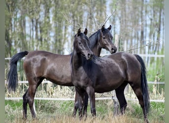 Pur-sang arabe, Jument, 2 Ans, Noir