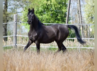 Pur-sang arabe, Jument, 2 Ans, Noir