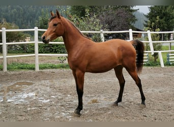 Pur-sang arabe, Jument, 3 Ans, 146 cm, Bai