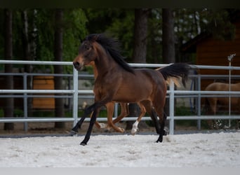 Pur-sang arabe, Jument, 3 Ans, 148 cm, Bai brun