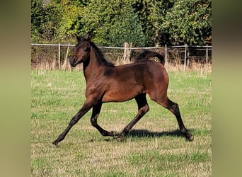 Pur-sang arabe, Jument, 3 Ans, 150 cm, Bai brun