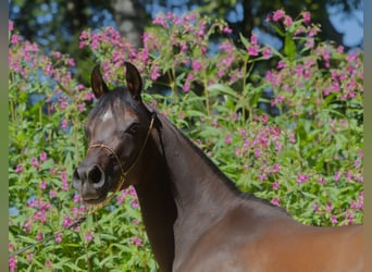 Pur-sang arabe, Jument, 3 Ans, 150 cm, Bai