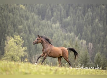 Pur-sang arabe, Jument, 3 Ans, 150 cm, Bai