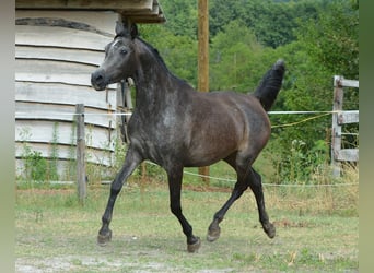 Pur-sang arabe, Jument, 3 Ans, 150 cm, Gris