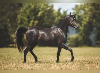 Pur-sang arabe, Jument, 3 Ans, 150 cm, Noir