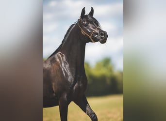 Pur-sang arabe, Jument, 3 Ans, 150 cm, Noir