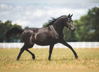 Pur-sang arabe, Jument, 3 Ans, 150 cm, Noir