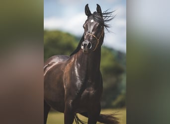Pur-sang arabe, Jument, 3 Ans, 150 cm, Noir