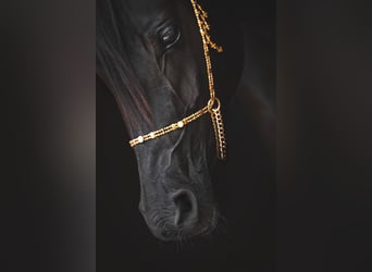 Pur-sang arabe, Jument, 3 Ans, 150 cm, Noir