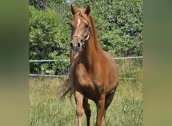Pur-sang arabe, Jument, 3 Ans, 152 cm, Alezan