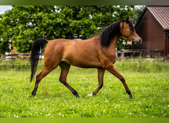 Pur-sang arabe, Jument, 3 Ans, 152 cm, Bai