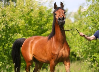 Pur-sang arabe, Jument, 3 Ans, 152 cm, Bai