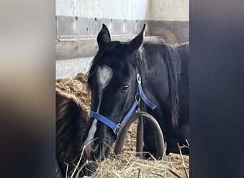 Pur-sang arabe, Jument, 3 Ans, 152 cm, Noir
