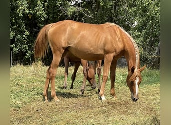 Pur-sang arabe, Jument, 3 Ans, 154 cm, Alezan