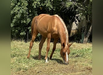 Pur-sang arabe, Jument, 3 Ans, 154 cm, Alezan