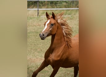 Pur-sang arabe, Jument, 3 Ans, 154 cm, Alezan