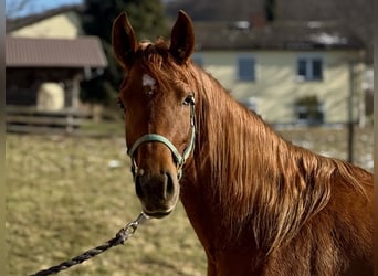 Pur-sang arabe, Jument, 3 Ans, 154 cm, Alezan