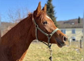 Pur-sang arabe, Jument, 3 Ans, 154 cm, Alezan