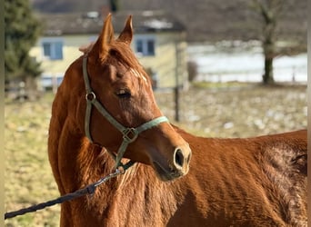 Pur-sang arabe, Jument, 3 Ans, 154 cm, Alezan