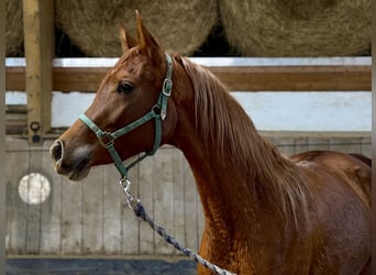 Pur-sang arabe, Jument, 3 Ans, 154 cm, Alezan