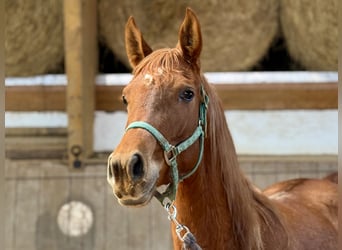 Pur-sang arabe, Jument, 3 Ans, 154 cm, Alezan