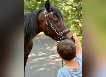 Pur-sang arabe, Jument, 3 Ans, 154 cm, Bai brun